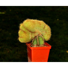 Eriocactus leninghausii f cristata