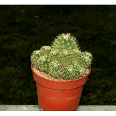 Thelocactus leucocanthus