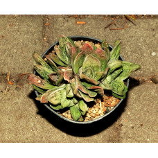 Gasteria cv little warty