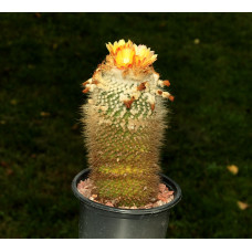 Notocactus rudibuenekeri