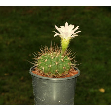 Acanthocalycium violaceum