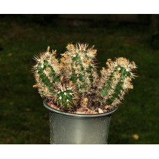 Echinocereus viridiflorus v davisii