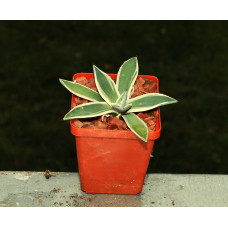 Agave patonii cv Ohi-Kisyoten