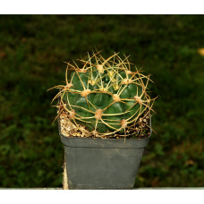 Gymnocalycium multiflorum