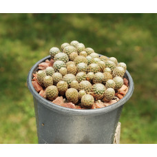 Sulcorebutia langeri