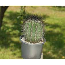 Neoporteria clavata v grandiflora KK 100