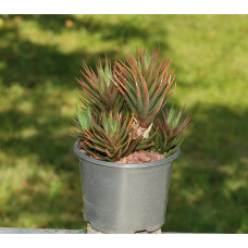 Haworthia glabrata v concolor X viscosa