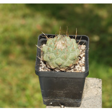Strombocactus disciformis