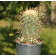 Copiapoa haseltoniana