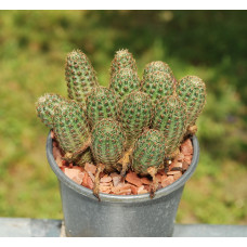 Mediolobivia colorea