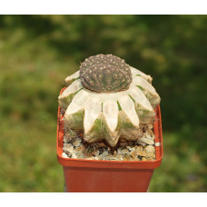Gymnocalycium ragonesei f cristata