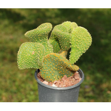Opuntia microdasys f cristata