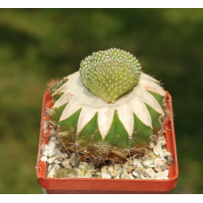 Rebutia krainziana f cristata