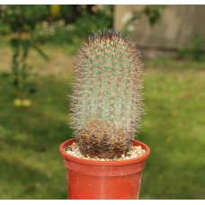 Acanthocalycium thionanthum v copiapoides