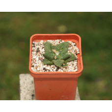 Ariocarpus fissuratus v hintonii