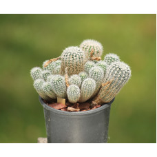 Gymnocalycium bruchii v niveum