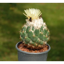 Coryphantha calipensis FO195