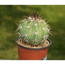 Melocactus pachyacanthus