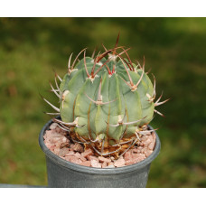 Echinofossulocactus coptonogonus