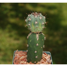 Echinocactus horizonthalonius