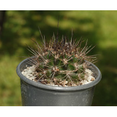 Neochilenia taltalensis KK1172