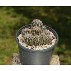 Gymnocalycium bruchii 