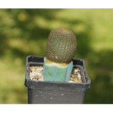 Reicheocactus pseudoreicheanus