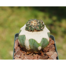 Ariocarpus kotschoubeyanus f multicephalum