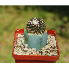 Copiapoa tenuissima