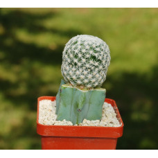 Mammillaria herrerae