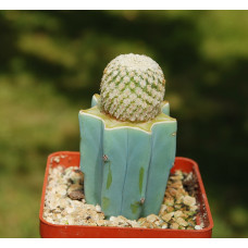 Turbinicarpus pseudopectinatus v albiflorus
