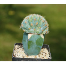 Pilosocereus azureus f cristata