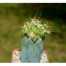 Ferocactus echidne monstrosa