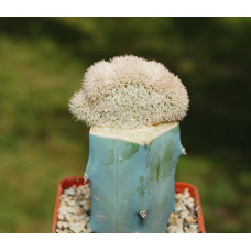 Pygmaeocereus densiaculeatus cristata