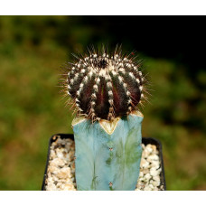 Uebelmannia pectinifera