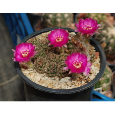 Lobivia arachnacantha 