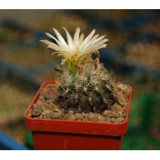 Neochilenia pulchella