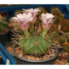 Gymnocalycium europleurum