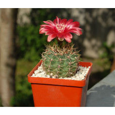 Gymnocalycium rubriflorum
