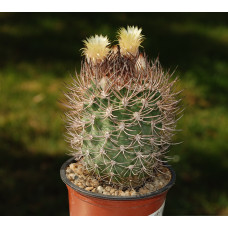 Pyrrhocactus dubius