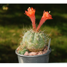 Matucana oreodoxa KK1591A