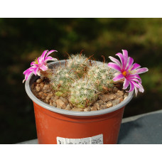 Mammillaria boolii