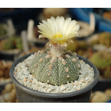 Astrophytum asterias
