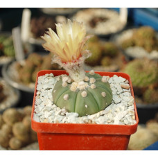 Astrophytum asterias v nudum