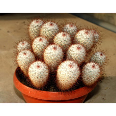 Mammillaria bombycina