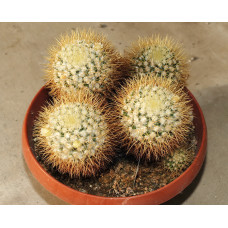 Mammillaria nivosa