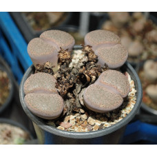 Lithops fulviceps