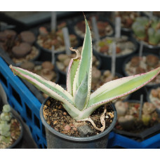  Agava guiengola Creme Brulee