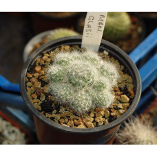 Mammillaria glassii