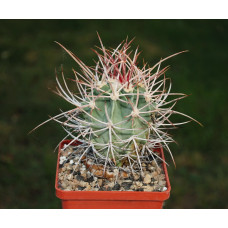 Echinocactus polycephalus PP760